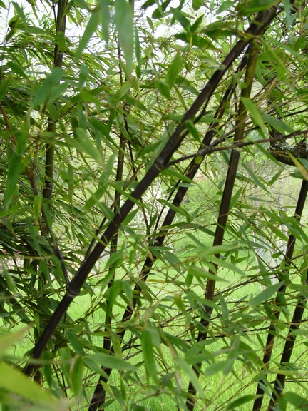 c6690